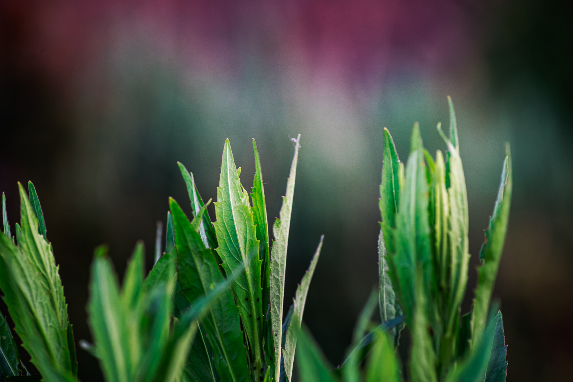 Nikkor AF 70-300mm f/4-5.6D ED